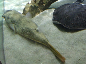 Смотреть фото Тетрадон мбу Фото Тетрадон мбу