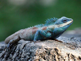 Фото Усатый калот