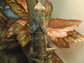 Фото Плащеносная ящерица