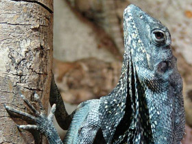 Фото Плащеносная ящерица