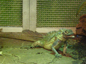 Смотреть фото Филиппинская парусная агама Фото Филиппинская парусная агама