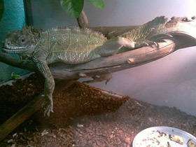 Фото Парусная ящерица