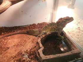 Фото Парусная ящерица