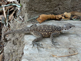 Смотреть фото Кашмирская горная агама Фото Кашмирская горная агама