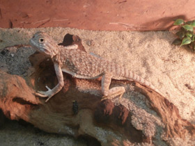 Смотреть фото Ушастая круглоголовка Фото Ушастая круглоголовка