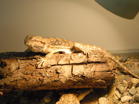 Смотреть фото Бородатая агама Фото Бородатая агама