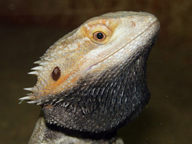 Смотреть фото Бородатая агама Фото Бородатая агама