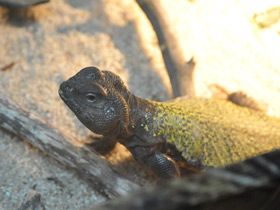 Смотреть фото Египетский шипохвост Фото Египетский шипохвост