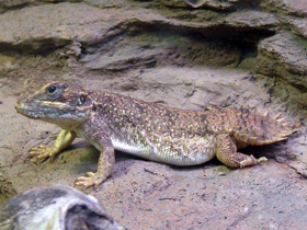 Фото Ксенагама Тейлора