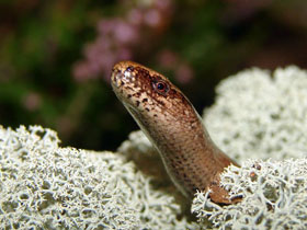 Фото Ломкая веретеница, или медяница