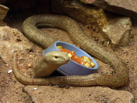 Смотреть фото Желтопузик Фото Желтопузик