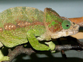 Смотреть фото Хамелеон Глобифер Фото Хамелеон Глобифер