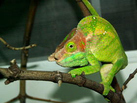 Смотреть фото Хамелеон О'Шонесси Фото Хамелеон О'Шонесси