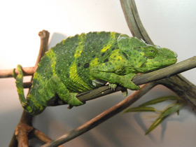 Хамелеон Меллера