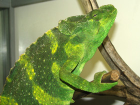 Смотреть фото Хамелеон Меллера Фото Хамелеон Меллера