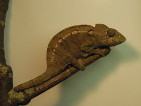 Фото Хамелеон Осталети