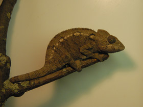 Фото Хамелеон Осталети