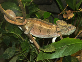 Фото Хамелеон Осталети