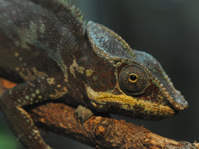 Смотреть фото Пантеровый хамелеон Фото Пантеровый хамелеон