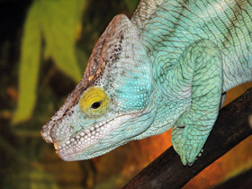 Смотреть фото Удивительные животные Мадагаскара. Часть 3 Фото Удивительные животные Мадагаскара. Часть 3