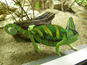 Смотреть фото Йеменский хамелеон Фото Йеменский хамелеон