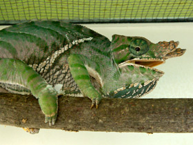 Смотреть фото Двуполосый хамелеон Фото Двуполосый хамелеон