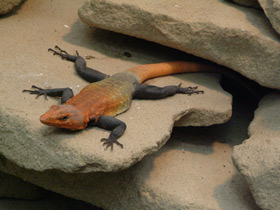 Императорский платизавр