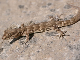 Смотреть фото Пискливый геккончик Фото Пискливый геккончик