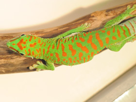 Смотреть фото Дневной мадагаскарский геккон Фото Дневной мадагаскарский геккон