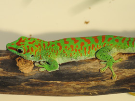 Дневной мадагаскарский геккон