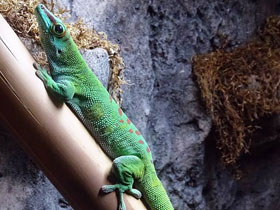 Смотреть фото Дневной мадагаскарский геккон Фото Дневной мадагаскарский геккон