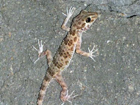 Смотреть фото Каспийский тонкопалый геккон Фото Каспийский тонкопалый геккон