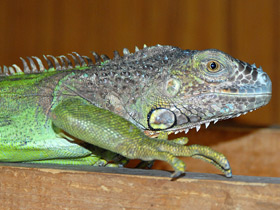 Обыкновенная игуана