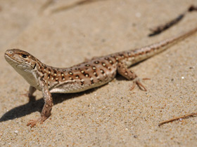 Смотреть фото Монгольская ящурка Фото Монгольская ящурка