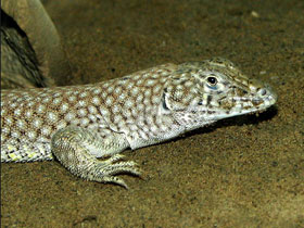 Фото Сетчатая ящурка