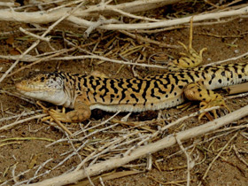 Смотреть фото Ящурка Пржевальского Фото Ящурка Пржевальского