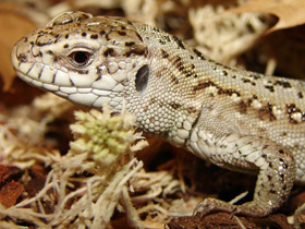 Смотреть фото Прыткая ящерица Фото Прыткая ящерица