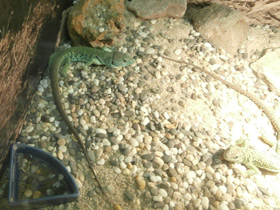 Смотреть фото Жемчужная ящерица Фото Жемчужная ящерица