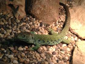 Смотреть фото Жемчужная ящерица Фото Жемчужная ящерица