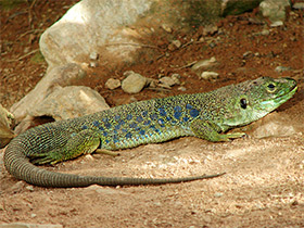 Смотреть фото Жемчужная ящерица Фото Жемчужная ящерица