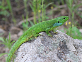 Смотреть фото Средняя ящерица Фото Средняя ящерица