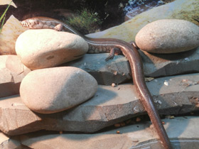 Смотреть фото Сетчатый амфиглоссус Фото Сетчатый амфиглоссус