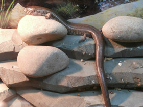 Смотреть фото Сетчатый амфиглоссус Фото Сетчатый амфиглоссус