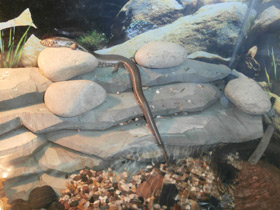 Смотреть фото Сетчатый амфиглоссус Фото Сетчатый амфиглоссус