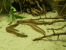 Смотреть фото Глазчатый халцид Фото Глазчатый халцид