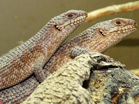 Колючехвостый сцинк Колючехвостый сцинк