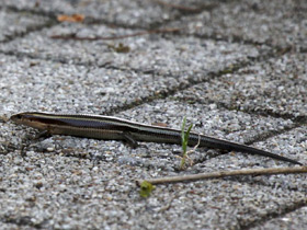 Смотреть фото Дальневосточный сцинк Фото Дальневосточный сцинк