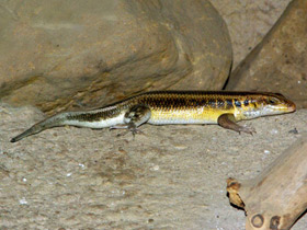 Смотреть фото Радужная мабуя Фото Радужная мабуя