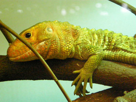 Смотреть фото Каймановая ящерица Фото Каймановая ящерица