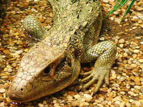 Каймановая ящерица